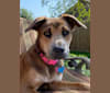 Coco, a German Shepherd Dog and Boxer mix tested with EmbarkVet.com