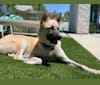 Wylie, a Formosan Mountain Dog and Siberian Husky mix tested with EmbarkVet.com