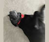 Riker, a Labrador Retriever and Chow Chow mix tested with EmbarkVet.com