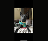 Willoughby, a Formosan Mountain Dog tested with EmbarkVet.com