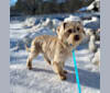 Merle Haggard, a West Highland White Terrier and Dachshund mix tested with EmbarkVet.com