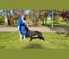 Cypress, a German Shepherd Dog tested with EmbarkVet.com