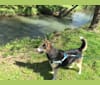 Atticus, a Siberian Husky and Beagle mix tested with EmbarkVet.com