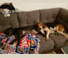 Tantoe, a Treeing Walker Coonhound and Labrador Retriever mix tested with EmbarkVet.com