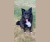 Winnie, a German Shepherd Dog and Rottweiler mix tested with EmbarkVet.com