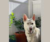 Ruth, a German Shepherd Dog and Siberian Husky mix tested with EmbarkVet.com