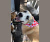 Jake, a Great Pyrenees and American Staffordshire Terrier mix tested with EmbarkVet.com