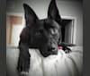 Zoe, a German Shepherd Dog and Chow Chow mix tested with EmbarkVet.com