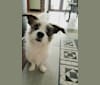 Photo of Pippin, a French Bulldog, West Highland White Terrier, Yorkshire Terrier, Poodle (Small), and Chihuahua mix in Kentucky, USA
