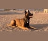 Jax, a Belgian Malinois and German Shepherd Dog mix tested with EmbarkVet.com
