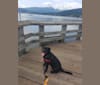 Photo of Squeak, an American Bully, American Pit Bull Terrier, Alaskan Malamute, Rottweiler, and Mixed mix in Nanaimo, BC, Canada