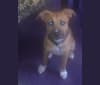 Mason, a Staffordshire Terrier and Labrador Retriever mix tested with EmbarkVet.com