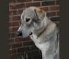 Finnegan, an Alaskan Malamute and German Shepherd Dog mix tested with EmbarkVet.com