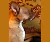 Ziggy, a Miniature Pinscher and Rat Terrier mix tested with EmbarkVet.com