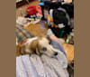 Kai, a Poodle (Small) and Miniature/MAS-type Australian Shepherd mix tested with EmbarkVet.com