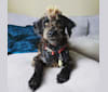 Rufio, a Miniature Schnauzer and Poodle (Small) mix tested with EmbarkVet.com
