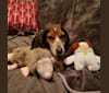 Astrid, a Beagle tested with EmbarkVet.com