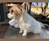 Photo of Puff, a Russell-type Terrier 