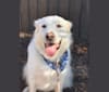 Theo, a Great Pyrenees and Australian Cattle Dog mix tested with EmbarkVet.com
