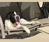 Ernie, a German Shepherd Dog and Labrador Retriever mix tested with EmbarkVet.com