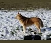 Niko, a Siberian Husky and Australian Cattle Dog mix tested with EmbarkVet.com