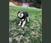 Annie, a Siberian Husky and German Shepherd Dog mix tested with EmbarkVet.com