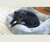 Penelope, a Labrador Retriever and Doberman Pinscher mix tested with EmbarkVet.com