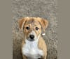 Willow, an Australian Cattle Dog and Boxer mix tested with EmbarkVet.com