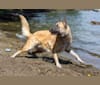 Riley, a German Shepherd Dog and Akita mix tested with EmbarkVet.com