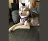 Misha, an Alaskan Klee Kai tested with EmbarkVet.com