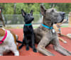 Bodhi, a Belgian Malinois and German Shepherd Dog mix tested with EmbarkVet.com