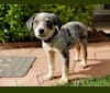Rylee, an Australian Cattle Dog and Border Collie mix tested with EmbarkVet.com