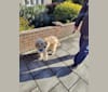 Oscar, an American Village Dog tested with EmbarkVet.com