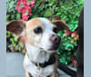 Alfie, a Chihuahua and Pomeranian mix tested with EmbarkVet.com