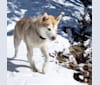 Mr. Bear, a Siberian Husky and German Shepherd Dog mix tested with EmbarkVet.com