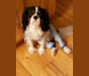 Iver McDerMutt, a Cavalier King Charles Spaniel tested with EmbarkVet.com