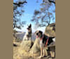 Bumper, an American English Coonhound and Miniature/MAS-type Australian Shepherd mix tested with EmbarkVet.com