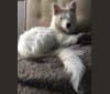 Django, an East Asian Village Dog and Shiba Inu mix tested with EmbarkVet.com