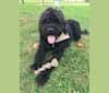 Photo of Beau, a Lagotto Romagnolo and Rottweiler mix in Warminster, Pennsylvania, USA