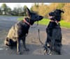 Charlie, a Poodle (Standard) and German Shepherd Dog mix tested with EmbarkVet.com