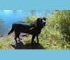 Jake, a Labrador Retriever and German Shepherd Dog mix tested with EmbarkVet.com