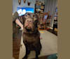 Quinn, a Labrador Retriever tested with EmbarkVet.com