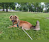 Butterscotch, an Eastern European Village Dog tested with EmbarkVet.com