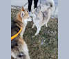 Dean, a Siberian Husky and German Shepherd Dog mix tested with EmbarkVet.com