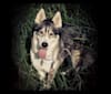 Mazzy, a Siberian Husky and Alaskan Malamute mix tested with EmbarkVet.com