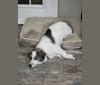 Photo of Pixel, a Great Pyrenees, Beagle, Miniature/MAS-type Australian Shepherd, and Border Collie mix in Jasper, Tennessee, USA