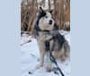 Jack, a Siberian Husky tested with EmbarkVet.com