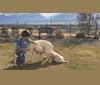 Photo of Snuggles Newton of Tender Oak Ranch, a Labrador Retriever 