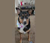 Maze (Mazikeen), an Australian Cattle Dog and German Shepherd Dog mix tested with EmbarkVet.com