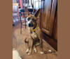 Photo of Milo, an American Pit Bull Terrier, Chow Chow, German Shepherd Dog, and Mixed mix in Cd. Juarez, Chihuahua, Mexico